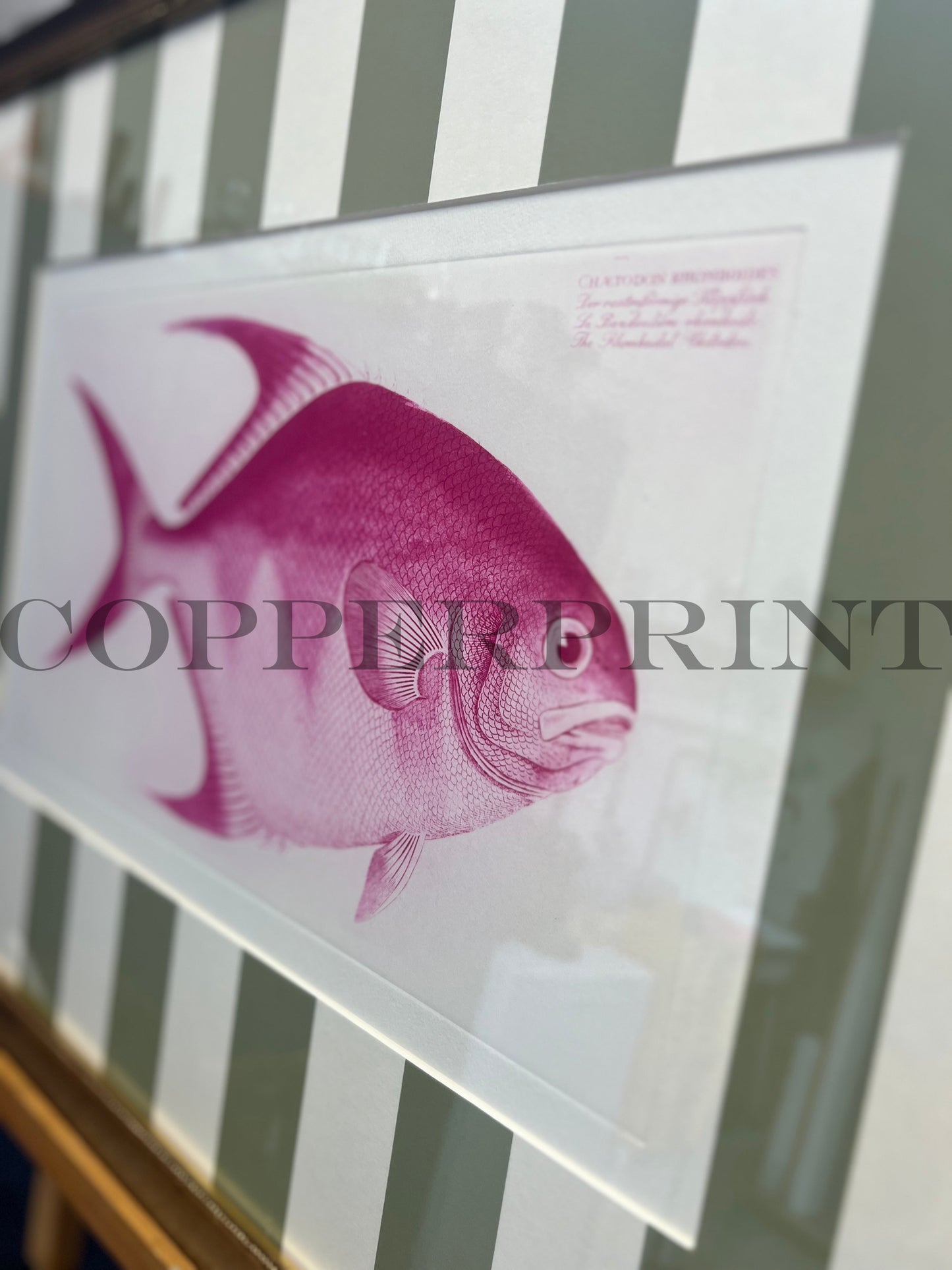 Rautenförmiger PINKER Klippfisch auf oliv Streifen