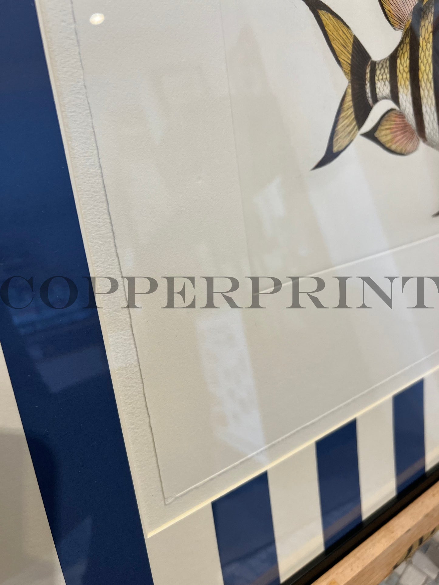 Klippfisch auf blauen Streifen