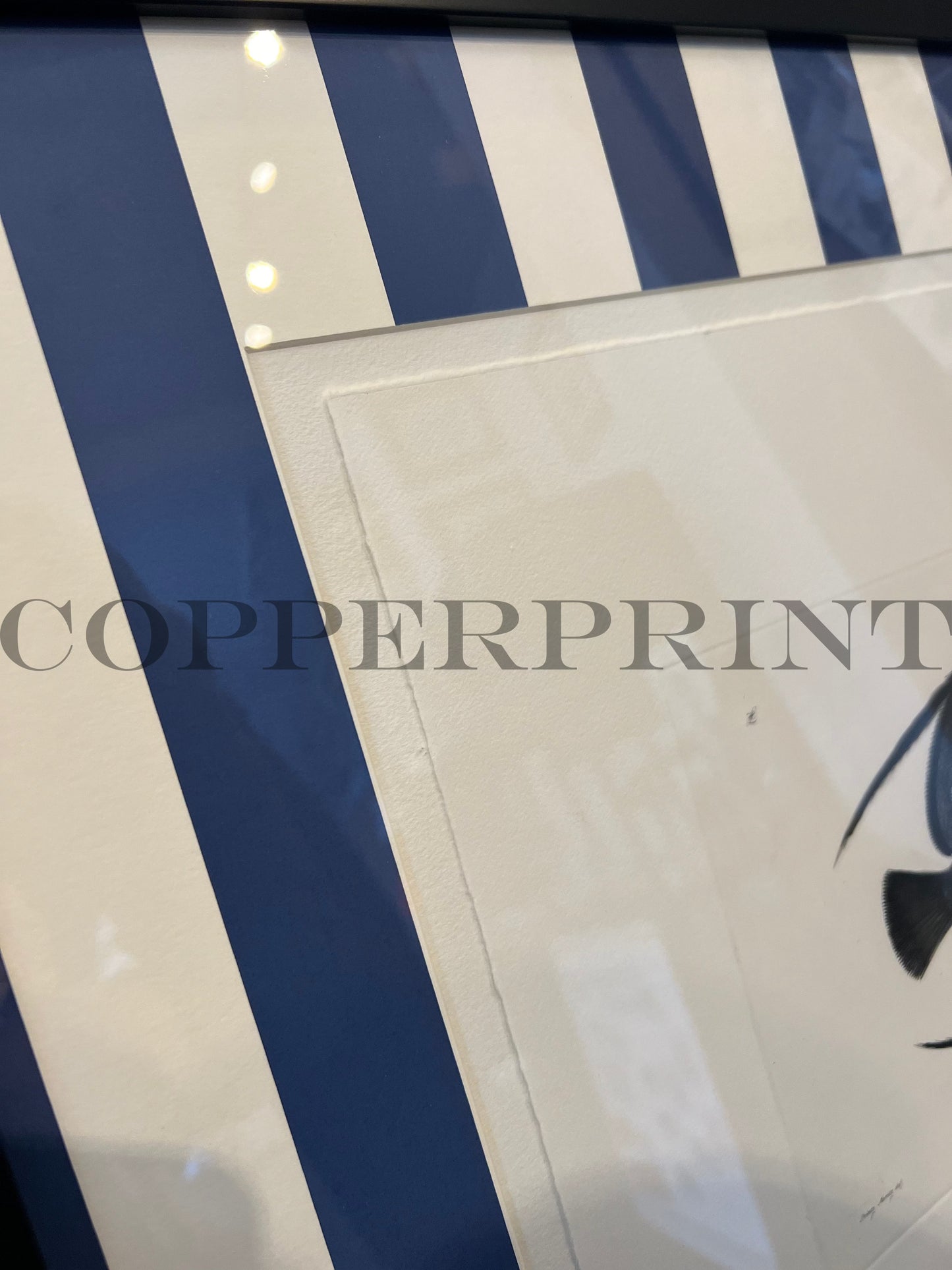 Schwarzer Klippfisch auf blauen Streifen