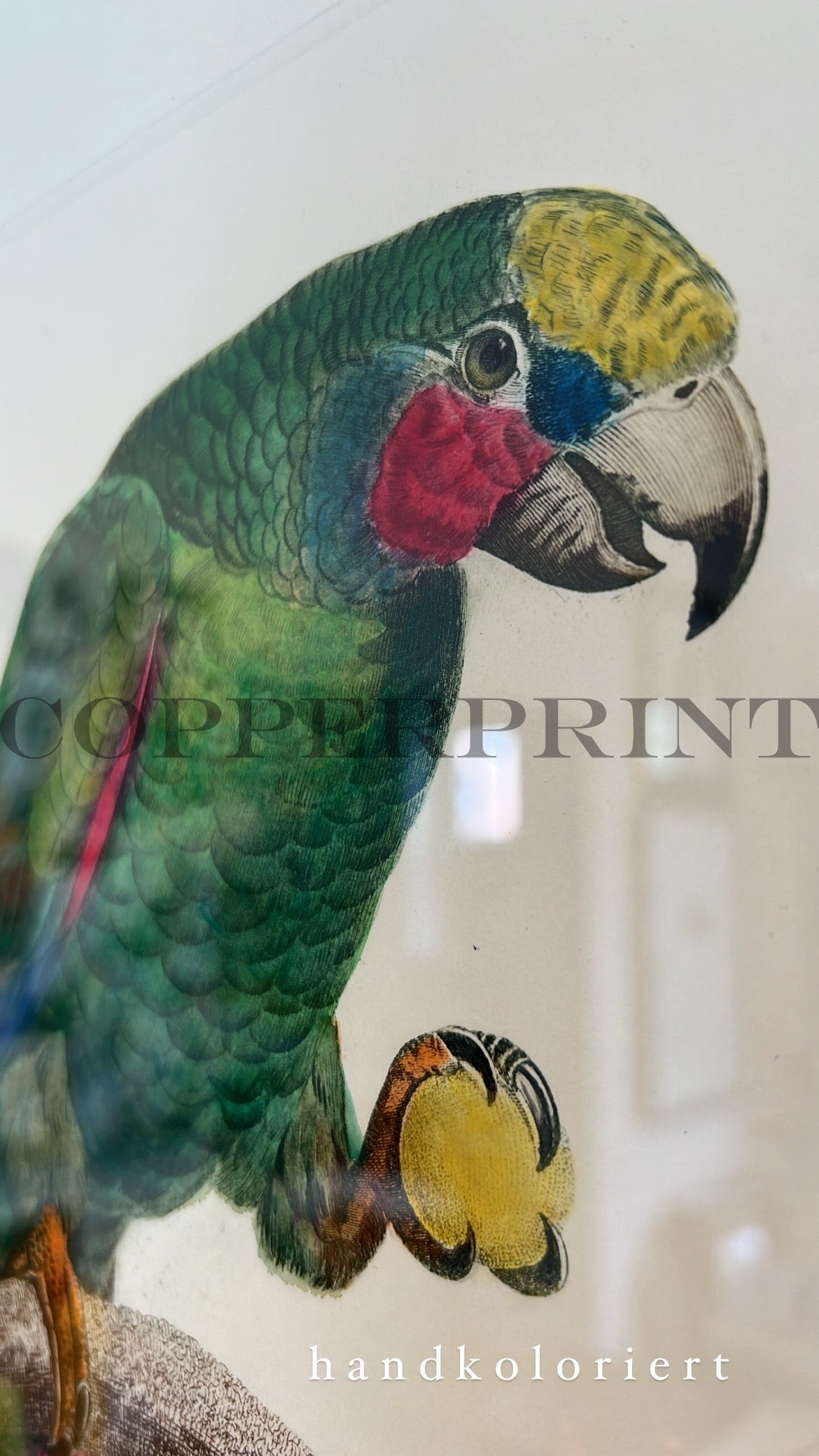 Papagei - Rahmung Olive