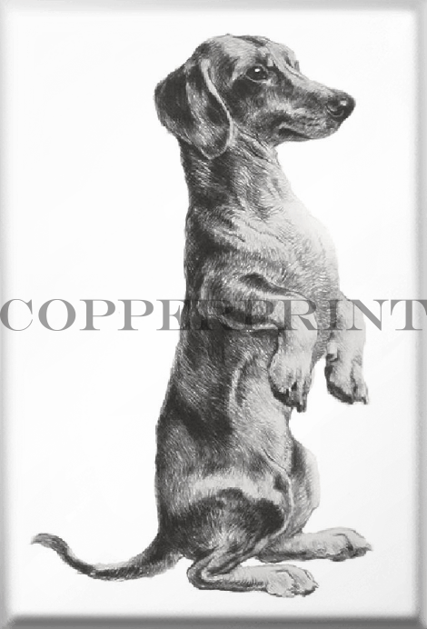 Studie eines Dackels Magnet