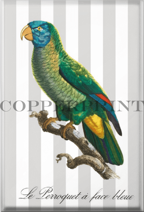 Le Perroquet á face bleue - Magnet