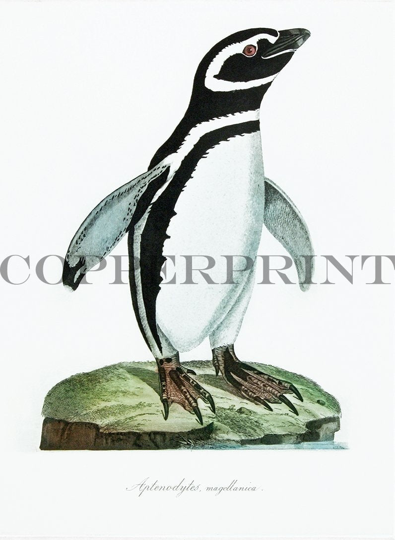 Studie von Humboldt Pinguin Kunstdruck Tiefdruck