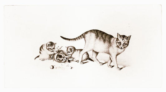 Studie einer Katze mit Jungen Kunstdruck Tiefdruck