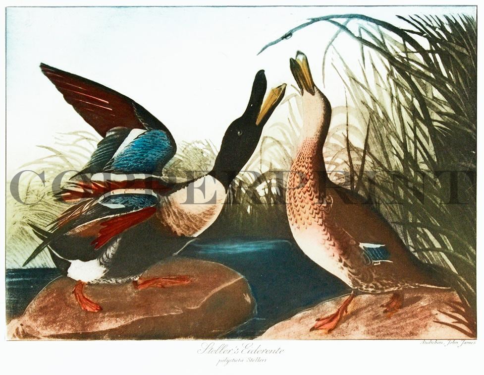 zwei Eiderenten in der Natur Kunstdruck Tiefdruck