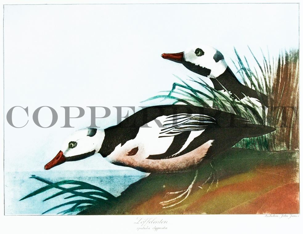 Studie zweier Löffelenten Kunstdruck Tiefdruck