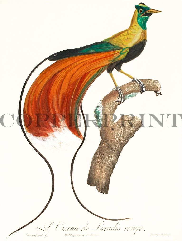 Studie eines Papageien Kunstdruck Tiefdruck