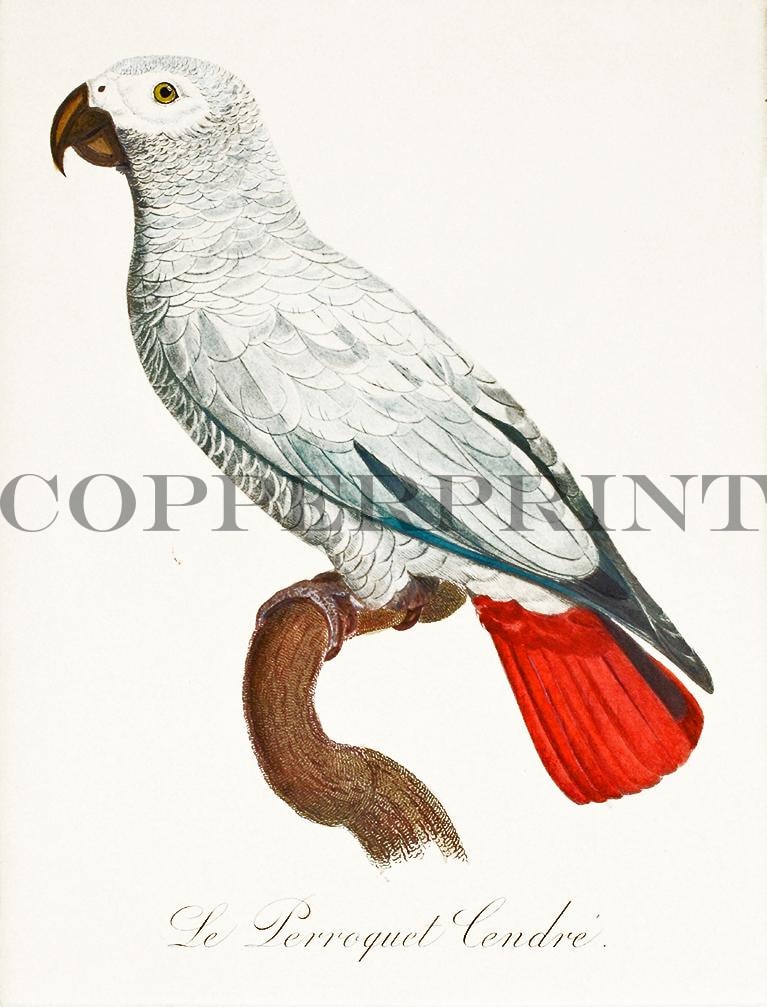 Studie eines Papageien Kunstdruck Tiefdruck