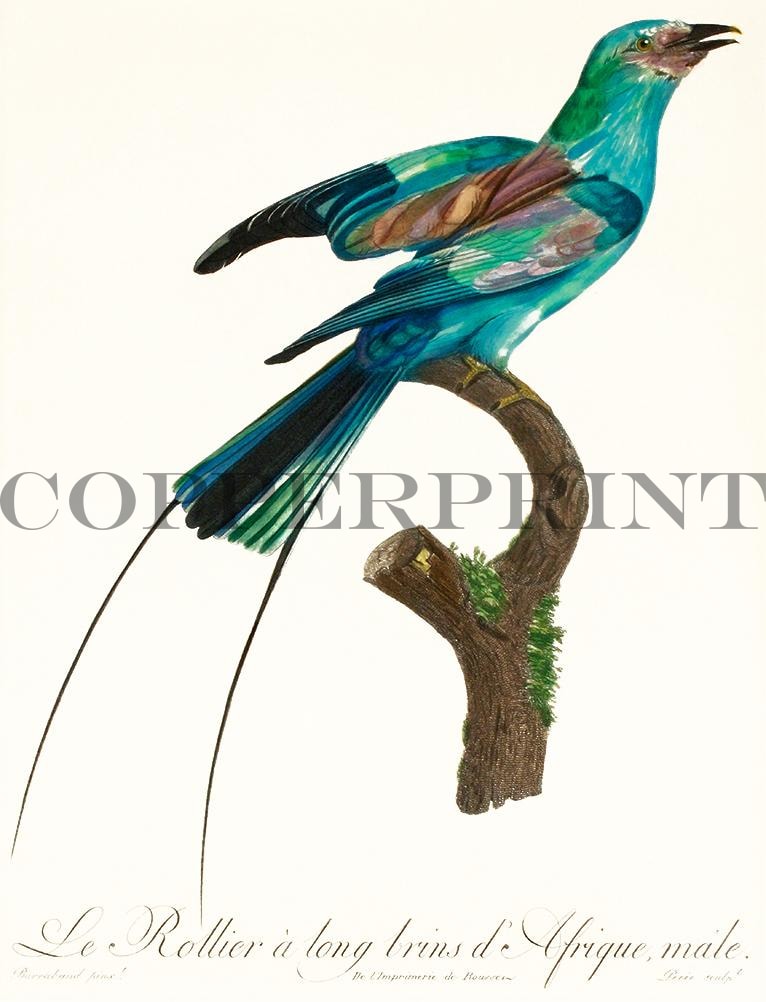 Studie einer Gabelracke Kunstdruck Tiefdruck