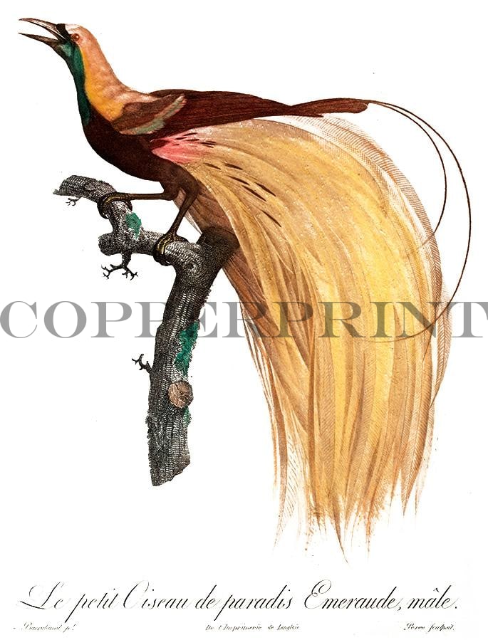 Studie eines exotischen Vogels Kunstdruck Tiefdruck