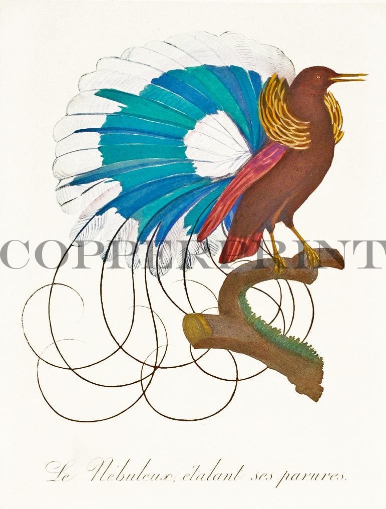 Studie eines exotischen Vogels Kunstdruck Tiefdruck