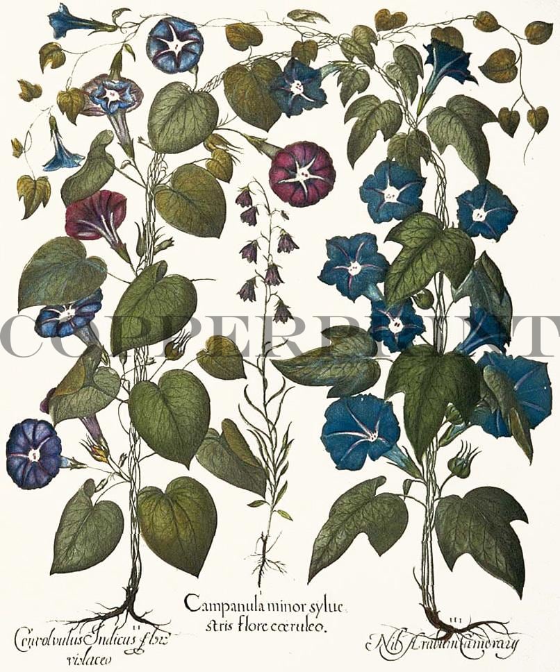 Winden, Hortus Eystettensis