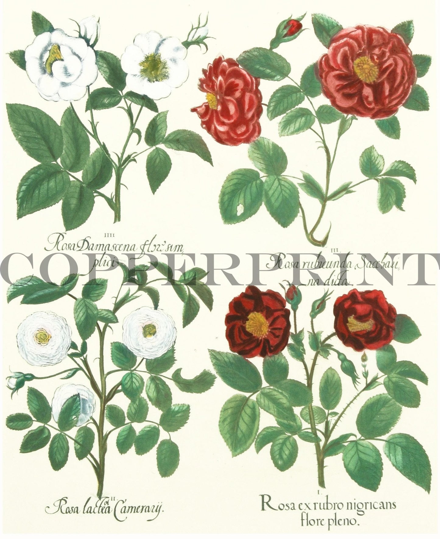 Studie von Rosen Kunstdruck Tiefdruck