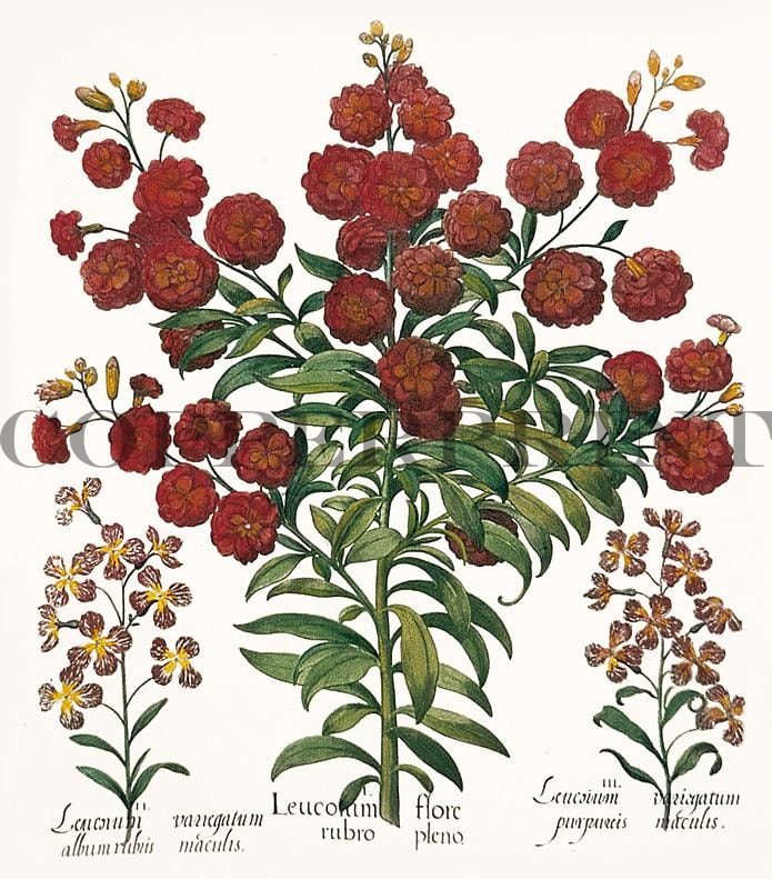 Studie einer Blume Kunstdruck Tiefdruck