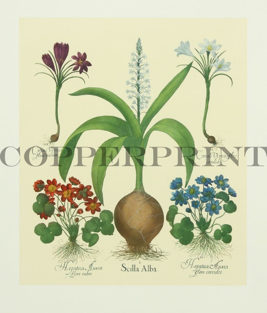 Krokus & Scilla Alba