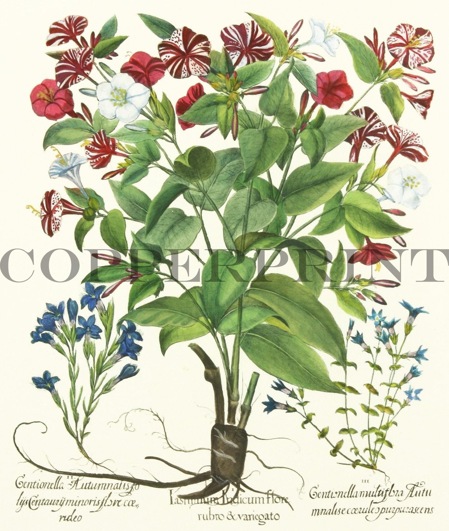 Studie einer Jasminblume Kunstdruck Tiefdruck