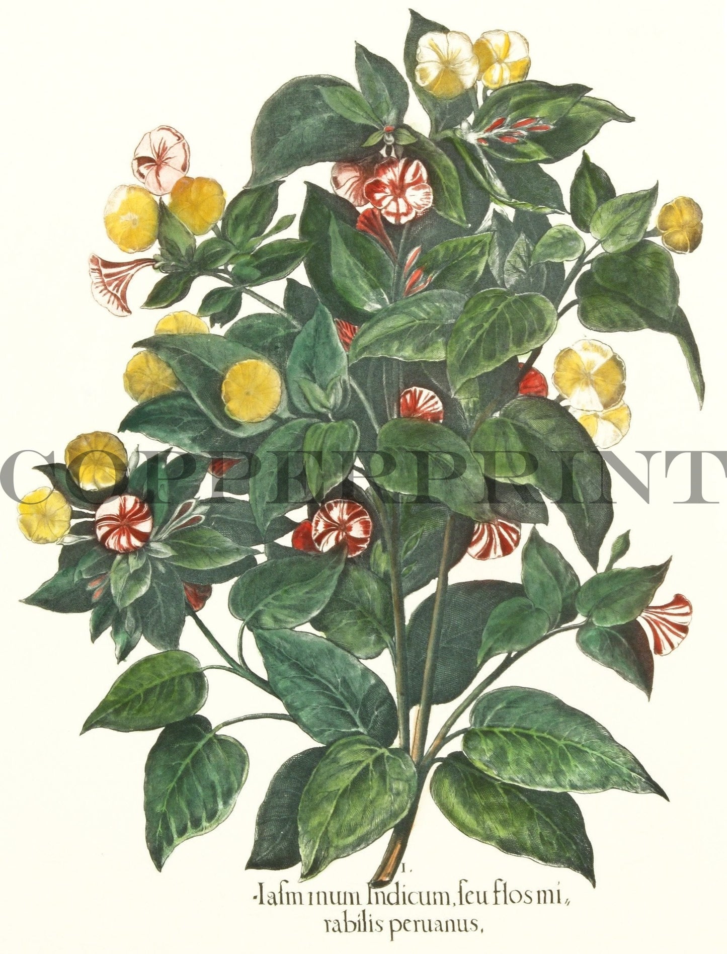 Studie einer Jasminblume Kunstdruck Tiefdruck