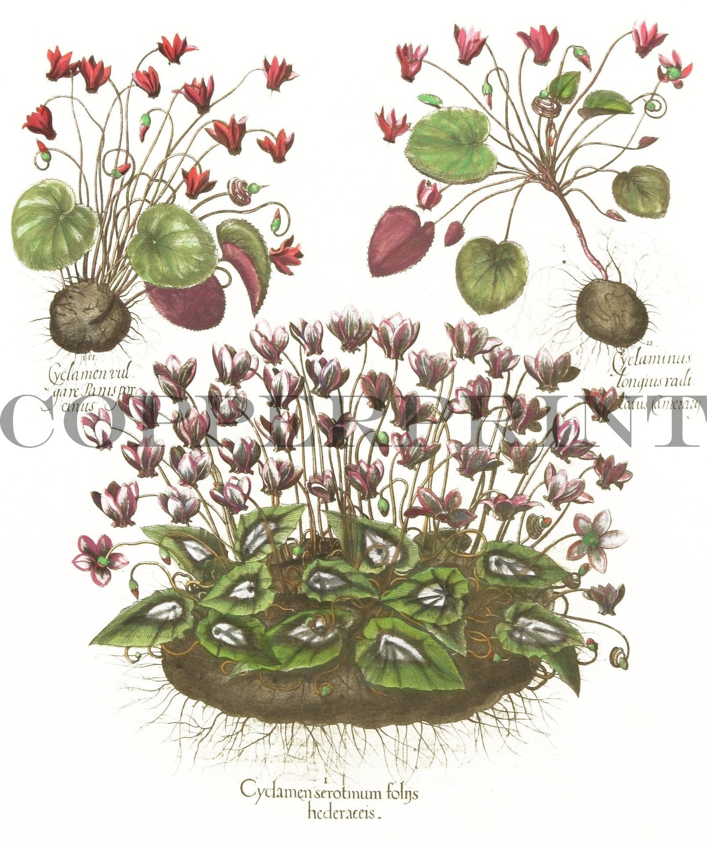 Studie von Alpenveilchen Kunstdruck Tiefdruck