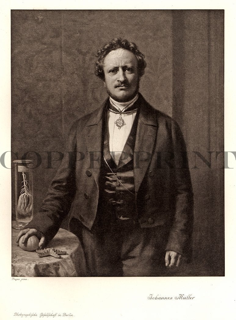 Portrait von Johannes Müller Kunstdruck Tiefdruck