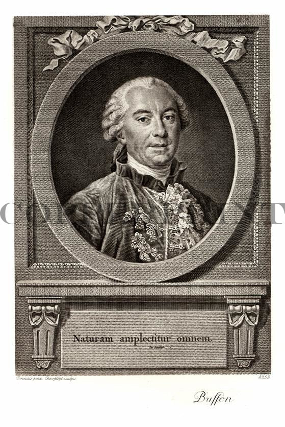 Portrait von Buffon Kunstdruck Tiefdruck