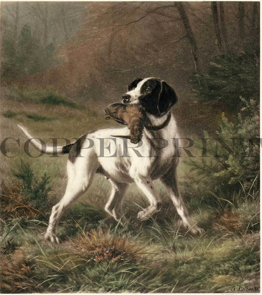 Pointer mit Schnepfe im Maul Kunstdruck Tiefdruck