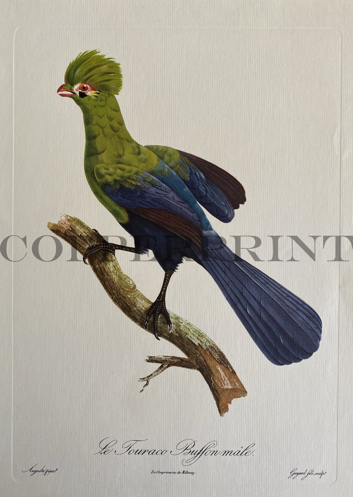 Le Touraco Buffon male