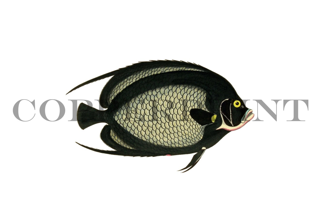 Der schwarze Klippfisch - Kunstkarte