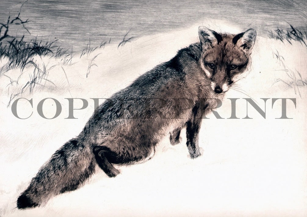 Fuchs im Schnee - Kunstkarte