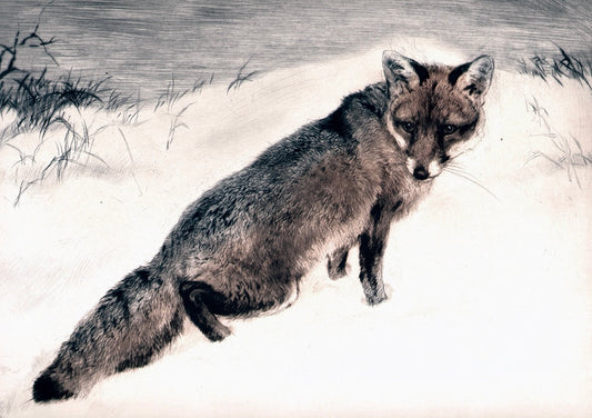 Fuchs im Schnee - Kunstkarte