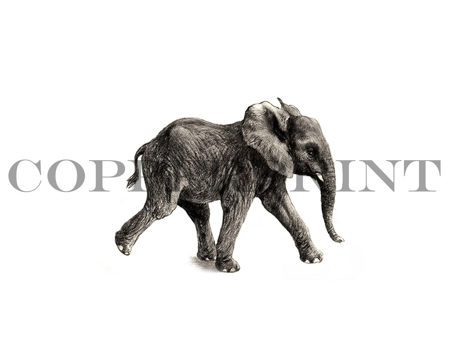 Junger Elefant - Kunstkarte