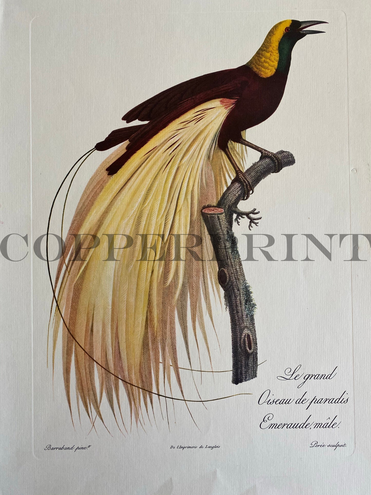 Le Grand Oiseau de Paradis