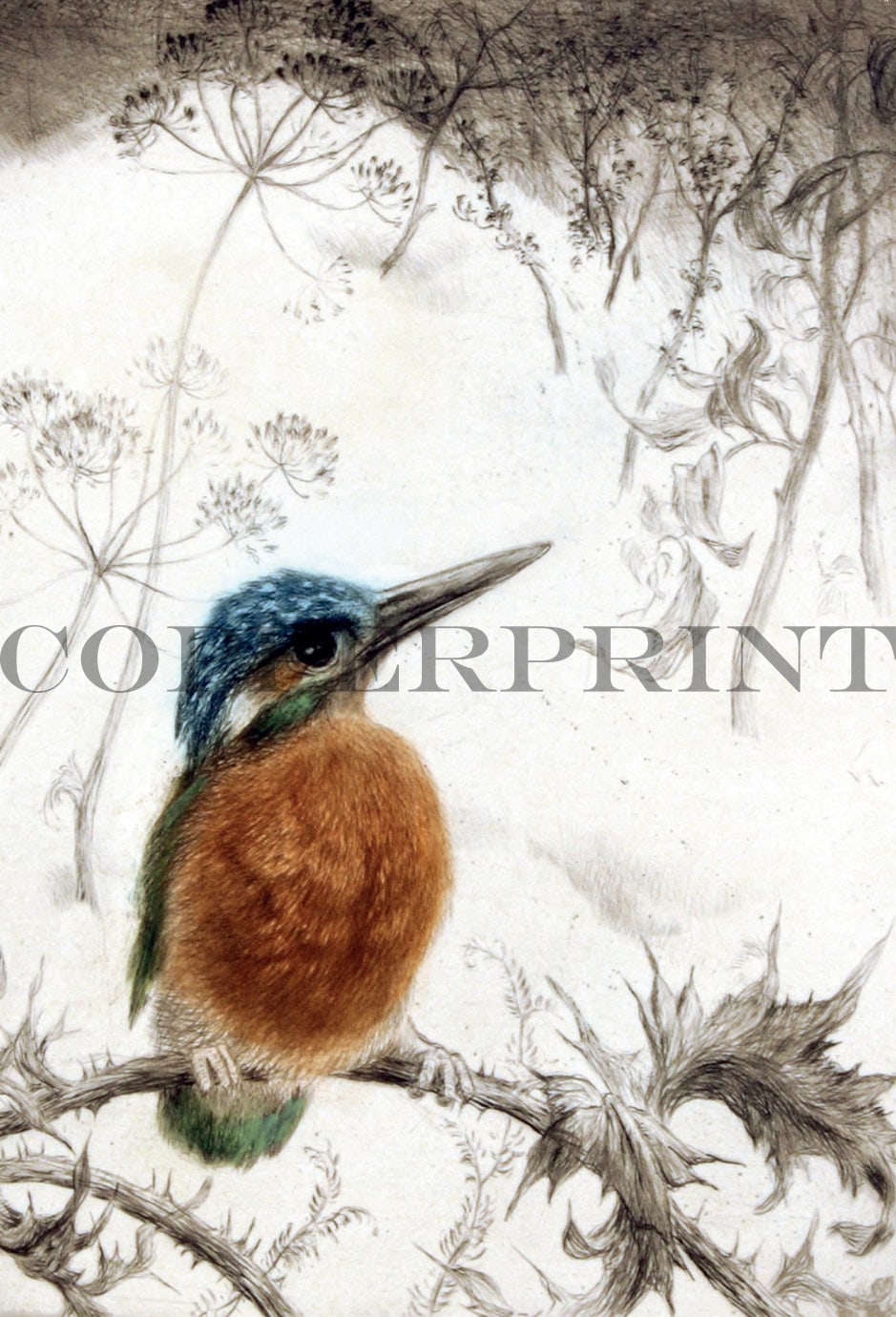 Eisvogel - Kunstkarte