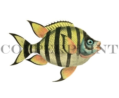 Klippfisch - Kunstkarte