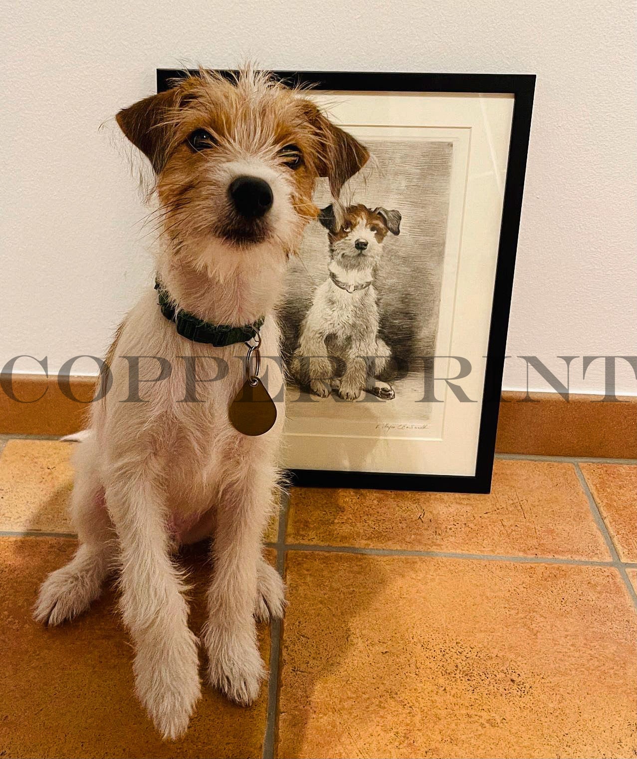 Terrier, Hund Au weh