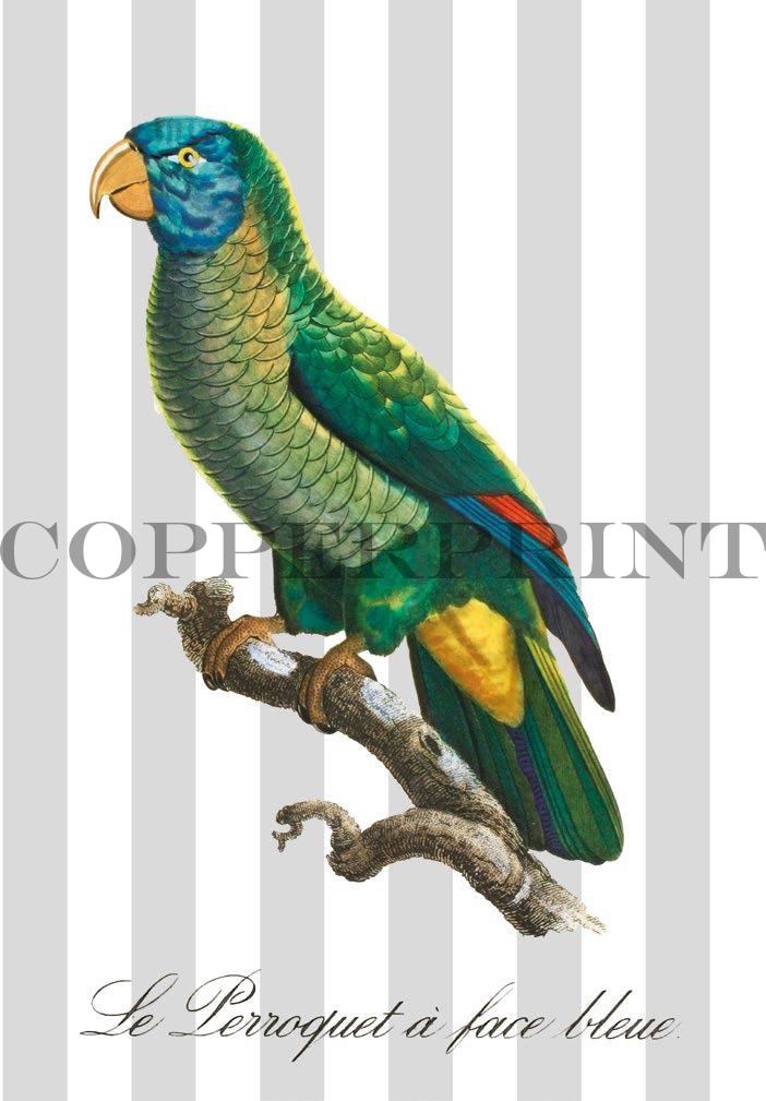 Papagei auf Streifenhintergrund Kunstdruck Tiefdruck