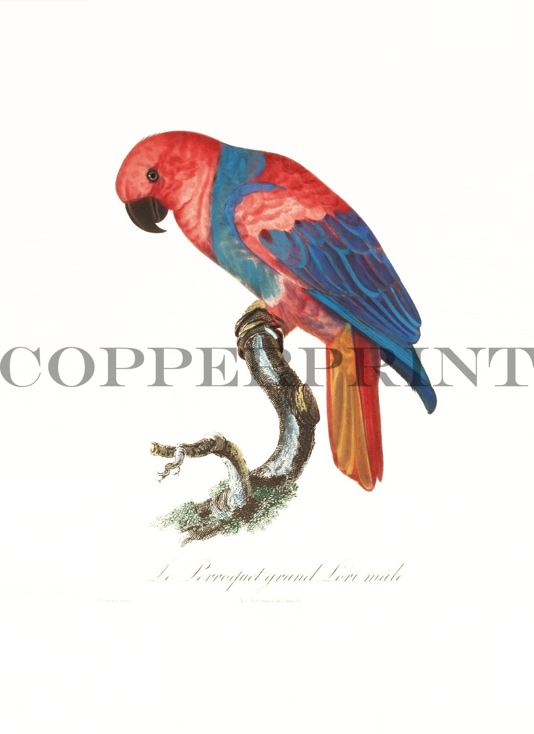 Papagei sitzt auf Ast Kunstdruck Tiefdruck