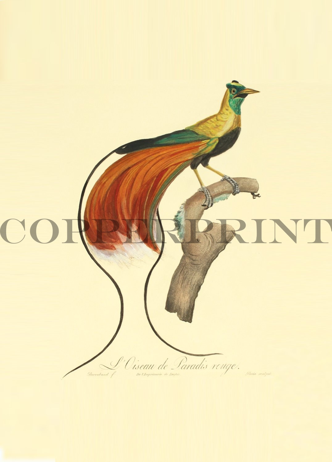 Paradiesvogel auf Ast Kunstdruck Tiefdruck