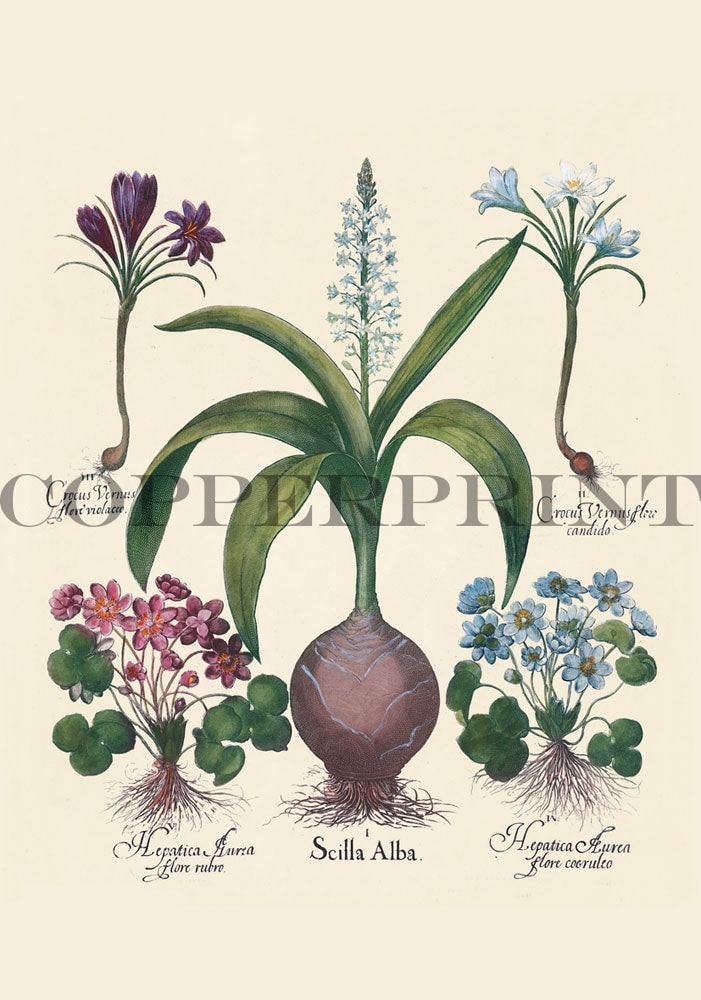 Crocus (Krokus) - Kunstkarte