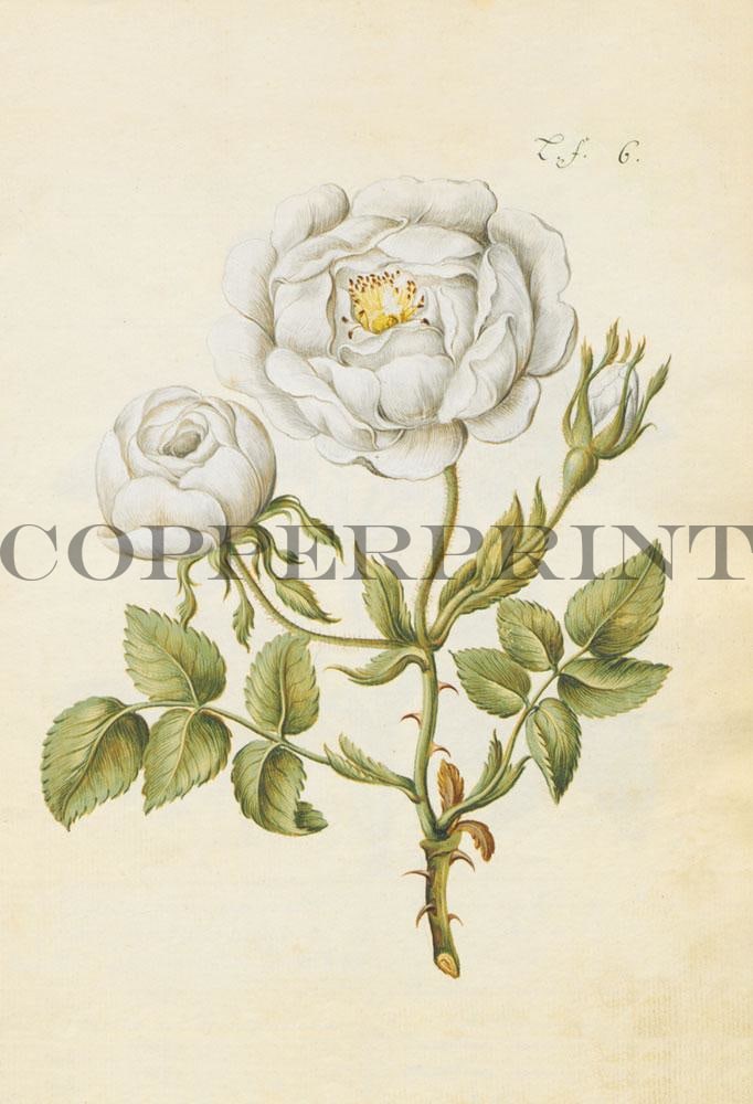 Studie einer weißen Rose Kunstdruck Tiefdruck