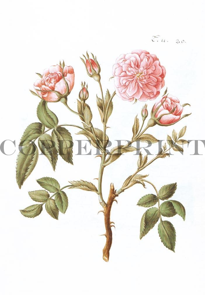 Studie von rosa Rose Kunstdruck Tiefdruck