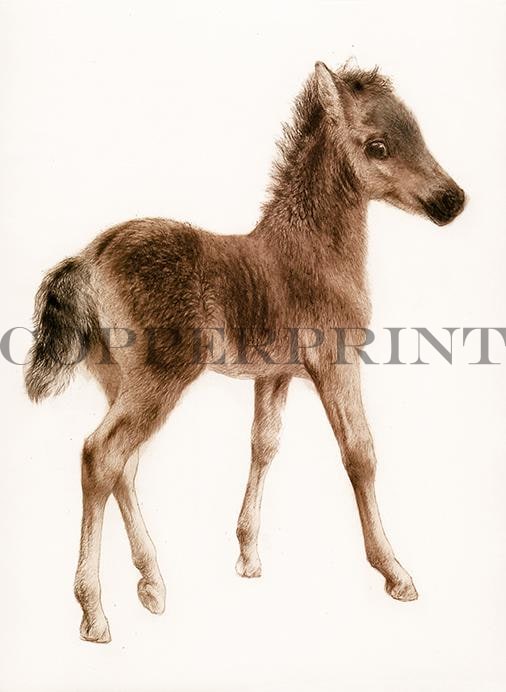 Studie eines Fohlen Kunstdruck Tiefdruck