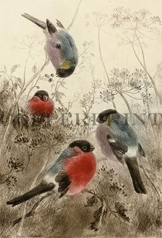 vier Vögel in der Wiese Kunstdruck Tiefdruck