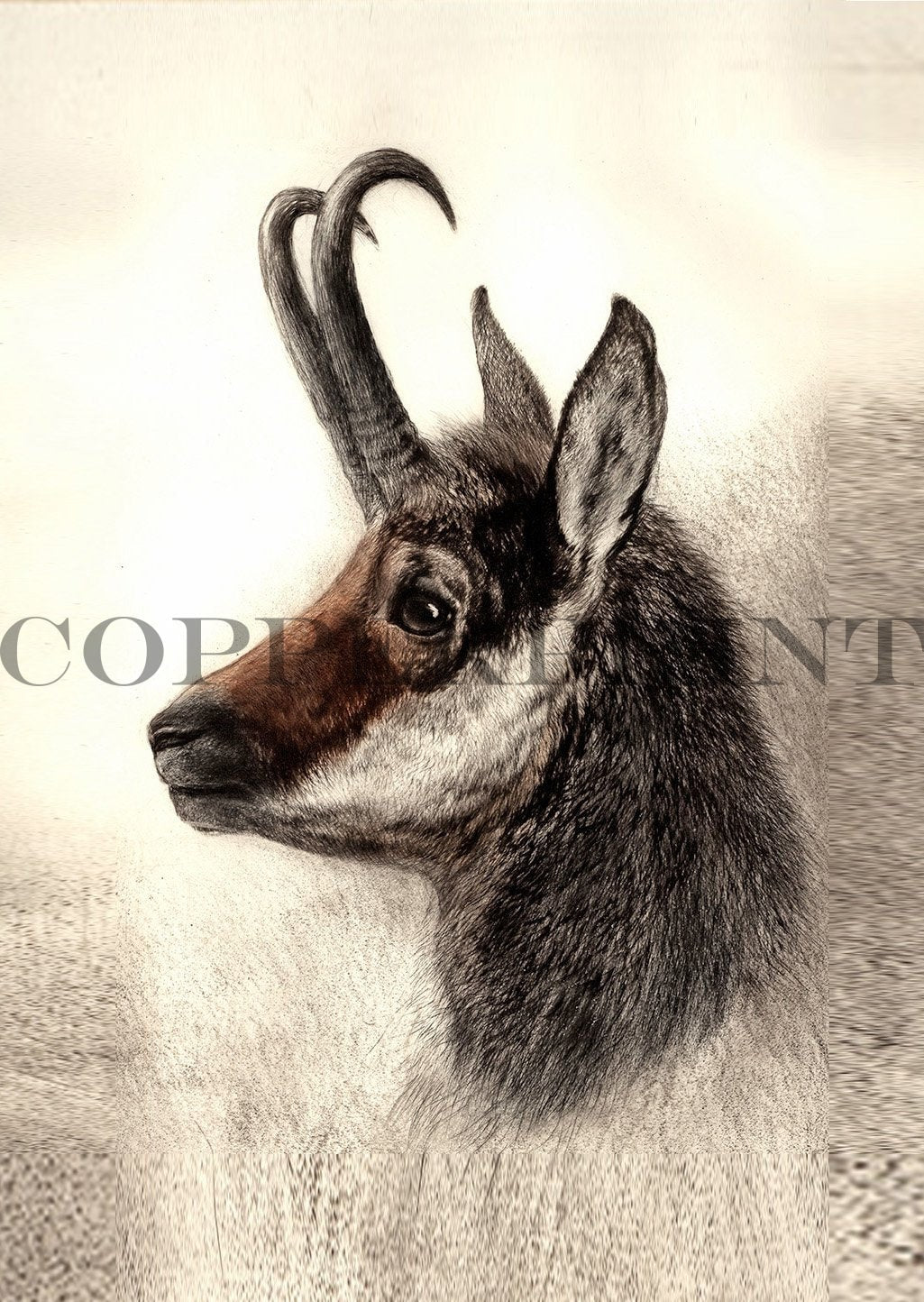 Abbildung von einem Gamskopf Kunstdruck Tiefdruck