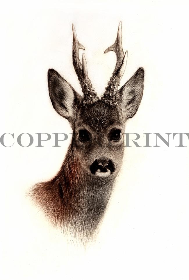 Kopf eines Rehbocks Kunstdruck Tiefdruck