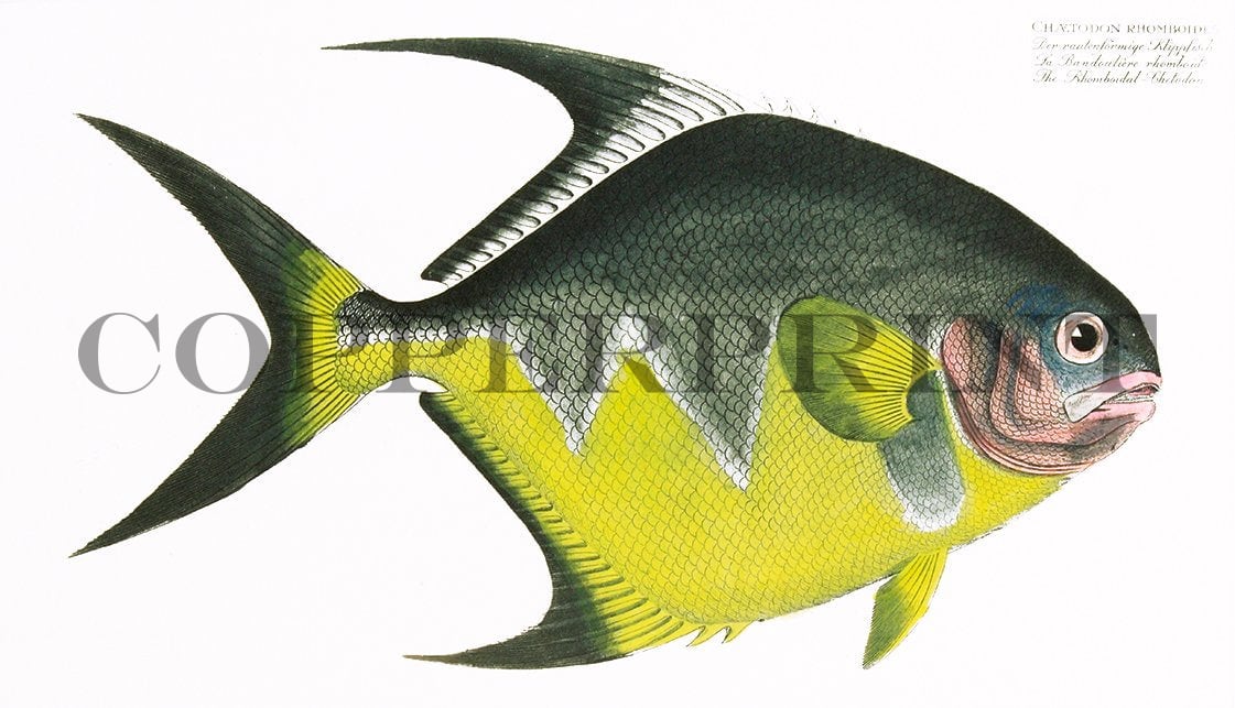 Studie eines Klippfisches Kunstdruck Tiefdruck