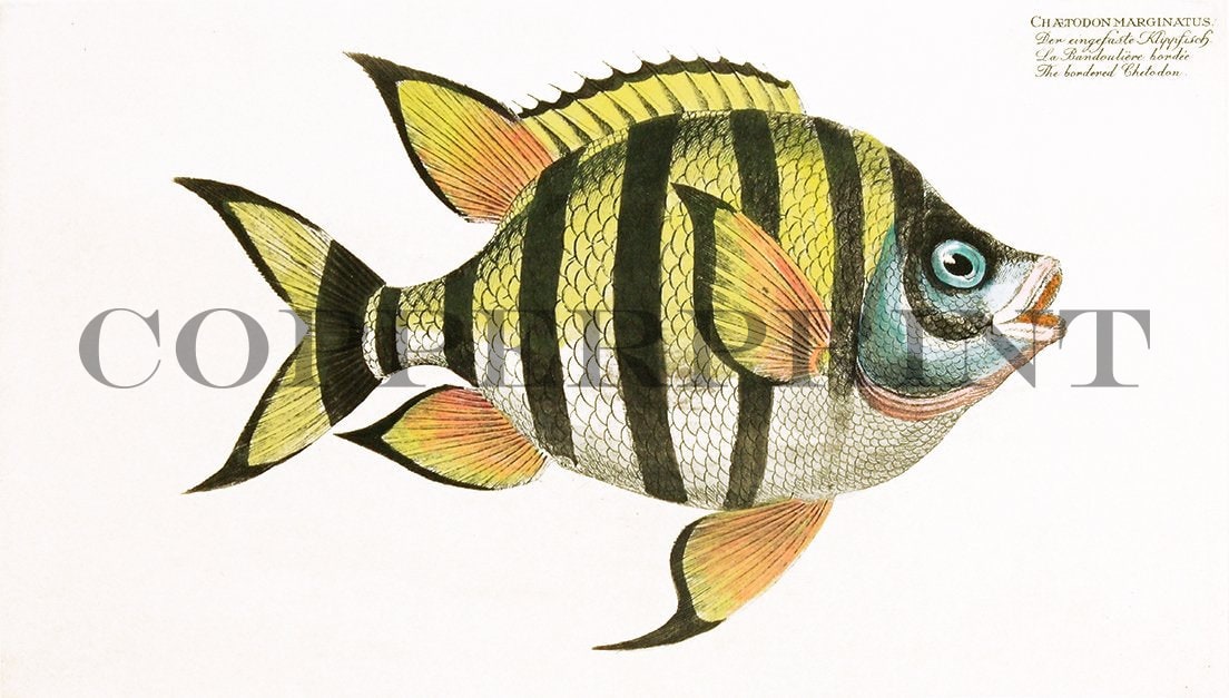 Studie eines Klippfisches Kunstdruck Tiefdruck