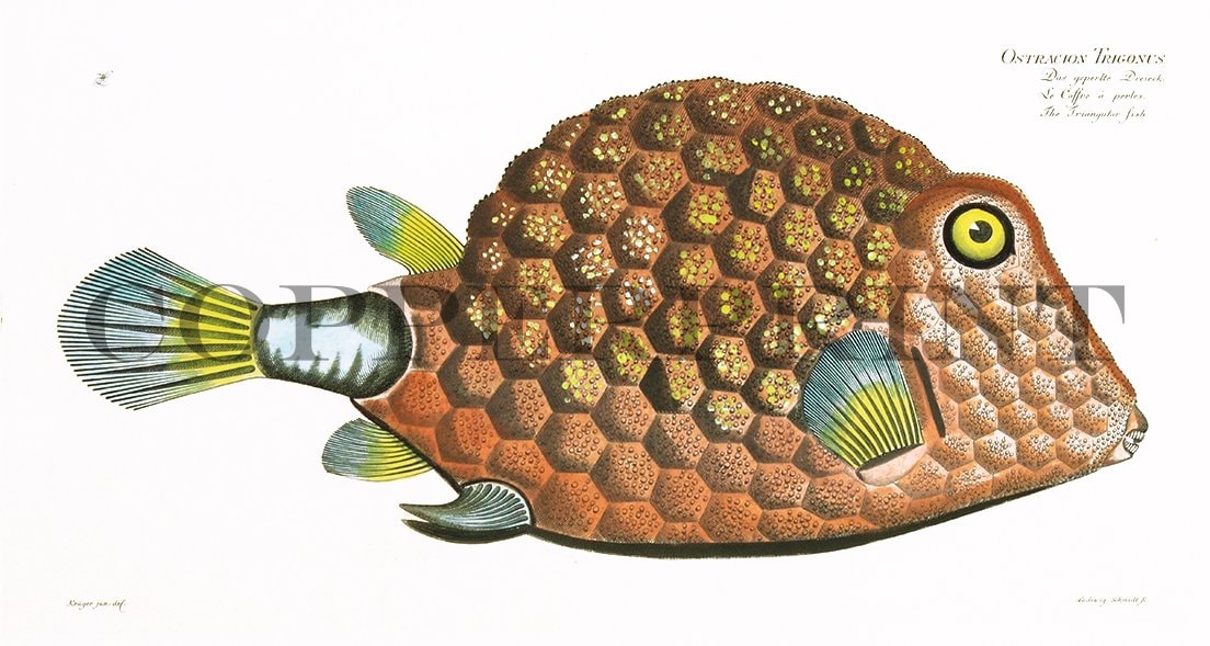 Studie eines Fisches Kunstdruck Tiefdruck