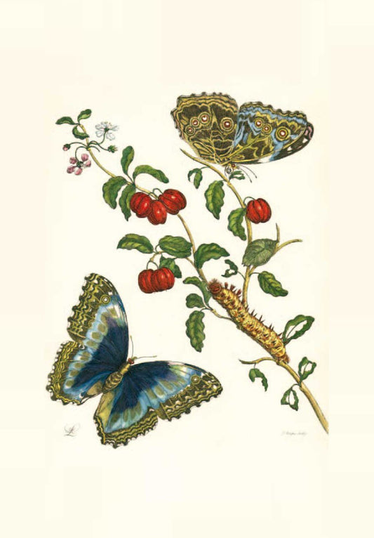 Studie von Pflanze mit Schmetterlingen Kunstdruck Tiefdruck