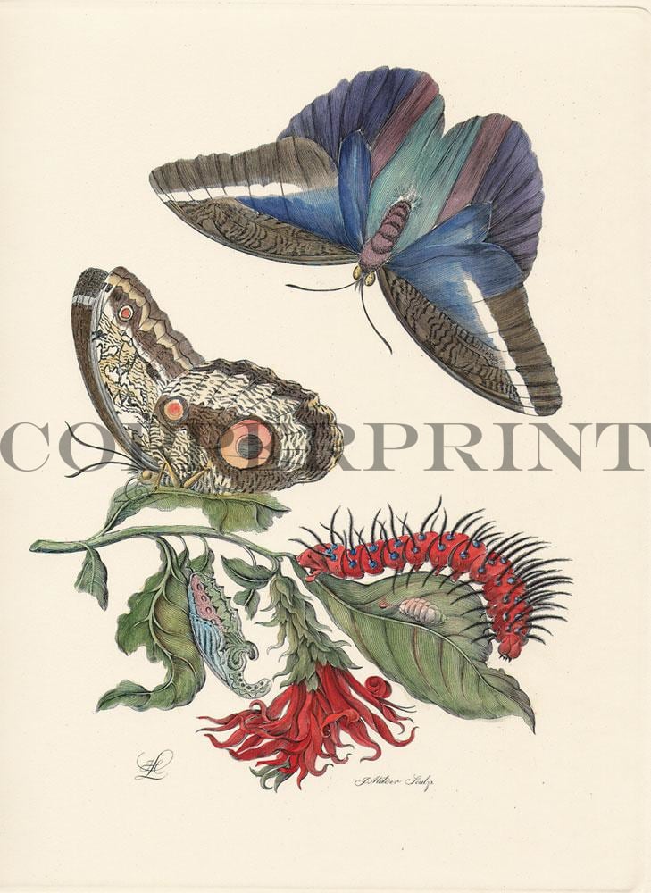 Studie einer Pflanze mit Schmetterling Kunstdruck Tiefdruck