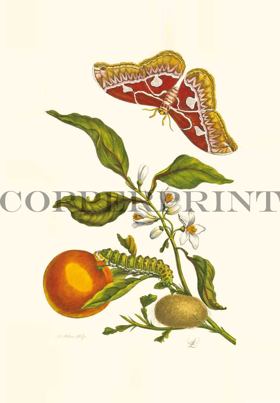 Studie von Schmetterling mit Pflanze Kunstdruck Tiefdruck